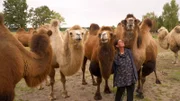 Die besten Tipps für einen Wochenendausflug ins Freie. An der Reiseroute liegen der Wildpark Schorfheide, der Zoo Eberswalde und der Freizeitpark Germendorf. Wir stellen 30 spannende Orte in Brandenburg vor, wo Naturfreunde eine faszinierende Tierwelt erleben können. - Kamelhof Nassenheide.