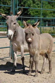 Auf der Haustieranlage des Tierparks gibt es einen neuen Wirbelwind: Das Zwergeselfohlen Carlos, hier mit Eselmutter Carmen.