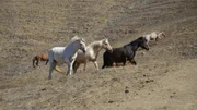 Nordamerikas versteckte Paradiese Rinderzüchter sehen in den wilden Mustang-Herden Nahrungskonkurrenten.