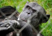 rbb Fernsehen PANDA, GORILLA & CO., TEIL 211, "Geschichten aus dem Zoo Berlin und dem Tierpark Berlin", am Freitag (13.01.12) um 21:00 Uhr. Langeweile soll bei den Schimpansen im Zoo nicht aufkommen: Mehrere Röhren eines künstlichen Termitenhügels werden deshalb mit verschiedenen Leckereien wie Joghurt, Tee und Bananenbrei gefüllt.