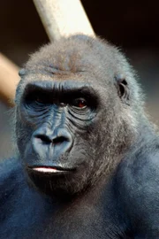 Sind Gorillakinder alle gleich?