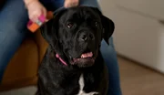 Auf die neuen Besitzer der 2jährigen Cane Corso-Hündin Cora wartet eine große Herausforderung. Denn die Hündin ist unerzogen und distanzlos.