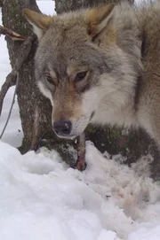Durch regelmäßig wiederkehrende Naturereignisse wie Überschwemmungen gedeihen Auwälder, in denen Auerochsen, Fischotter und Schwarzstörche leben; in den Urwäldern entlang des 50. Breitengrads gehen Wölfe (im Bild) und Luchse auf Beutezug.