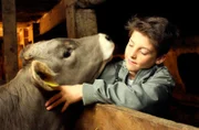 Philipp lebt auf dem höchstgelegenen Hof in Obernberg in Österreich: 1.500 m über dem Meeresspiegel. Er möchte Bauer werden, wie sein Vater. Also packt der Zehnjährige kräftig mit an, denn Maschinen haben hier oben am Berg kaum Platz. Nach alter Tradition hilft Philipp auf dem Feld, beim Hüten und Füttern der Kühe - vor allem aber bei der Aufzucht kleiner Stiere. - Stiere sind Philipps Lieblingstiere.