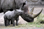 ARD/rbb ZOOBABIES (14), "Geschichten aus dem Zoo Berlin und dem Tierpark Berlin", am Samstag um 10:30 Uhr im ERSTEN. Das zwölf Tage alte Spitzmaulnashorn Akili ist zum ersten Mal auf die Außenanlage des Zoos Berlin.