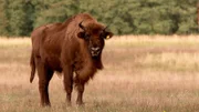 Die besten Tipps für einen Wochenendausflug ins Freie. An der Reiseroute liegen der Wildpark Schorfheide, der Zoo Eberswalde und der Freizeitpark Germendorf. Wir stellen 30 spannende Orte in Brandenburg vor, wo Naturfreunde eine faszinierende Tierwelt erleben können. - Büffel im Wildpark Schorfheide.