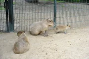 rbb Fernsehen PANDA, GORILLA & CO., TEIL 212, "Geschichten aus dem Zoo Berlin und dem Tierpark Berlin", am Freitag (20.01.12) um 21:00 Uhr. Familienzusammenführung bei den Wasserschweinen im Zoo: Die handzahme Elena und ihre vier Wochen alten Babys sind heute das erste Mal gemeinsam mit Vater Felipe auf der Anlage.