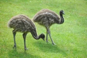 rbb Fernsehen PANDA, GORILLA & CO., TEIL 210, "Geschichten aus dem Zoo Berlin und dem Tierpark Berlin", am Freitag um 21:00 Uhr. Kindersegen bei den Emus im Revier von Christian Möller. Bei den flugunfähigen Laufvögeln sind interessanterweise die Väter sowohl für das Ausbrüten als auch für die Aufzucht verantwortlich.
