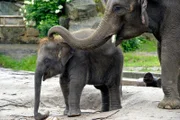 Elefanten-Junge Bogor und Mutter Nova im Tierpark Berlin.