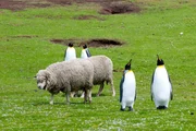 Schafe sind in der Minderheit: Auf jedes Schaf kommen zwei Pinguine.