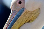 Pelikane ernähren sich hauptsächlich von kleinen Fischen, die sie mit ihrem Schnabel fangen.