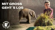 Zuckersüße Elefanten-Jungtiere warten auf die frisch gebackenen Zoo-Praktikanten.