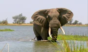 Afrikanischer Elefant.