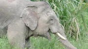 Asiatischer Elefant.