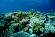 SRF DOK Die Wächter des Great Barrier Reef – Die Korallen Das Great Barrier Reef ist das grösste tierische Bauwerk unseres Planeten.