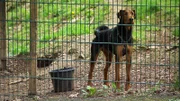 Airedale-Terrier-Mix "Tammo"