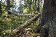 Bisons leben im Schutz eines Urwaldes an der polnisch-weißrussischen Grenze, und diesen Schutz benötigen sie so dringend wie kaum eine andere Tierart: Ganze sechs Tiere dieser Art hatten die Jagd und den Hunger der Menschen nach dem Ersten Weltkrieg überlebt.