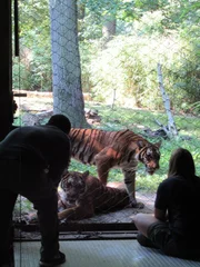 Tigers on Exhibit.