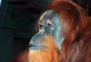 An heißen Tagen bekommen die Bonobos und Orang Utans eine ganz besondere Erfrischung.