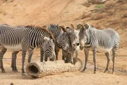 Zebras eating