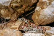 Eine Leopardnatter beobachtet ein potenzielles Beutetier.