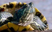 Rotwangen-Schildkröten, die vor einigen Jahrzehnten ausgesetzt wurden, sind mittlerweile am Bodensee heimisch geworden.