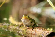 Froschkönig.