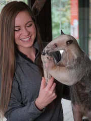 How do anteaters eat so many ants? A tamandua anteater from Cincinnati Zoo with its keeper Colleen Adams