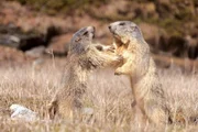 Murmeltiere: Ein spielerischer Kampf zwischen Geschwistern.