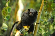 rbb Fernsehen PANDA, GORILLA & CO., TEIL 209, "Geschichten aus dem Zoo Berlin und dem Tierpark Berlin", am Freitag um 21:00 Uhr. Die Rothandtamarine können den Tierarzt Dr. Pauly auf den Tod nicht ausstehen. Es genügt, wenn sie ihn nur von Weitem sehen, schon werden die Krallenäffchen mit den rot-gelben Pfoten panisch.