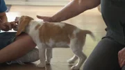 Die Beagle-Dame Summer soll eigentlich ein entspannter Home-Office-Hund werden, doch die Familie stößt mit dem unausgelasteten Welpen schnell an ihre Grenzen.