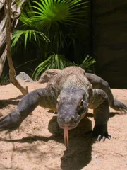 Komodo dragon.