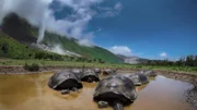 Galápagos-Riesenschildkröten.