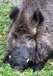 ARD/SWR EISBÄR, AFFE & CO FOLGE 164, "Zoogeschichten aus Stuttgart", Eisbären kommen mit heißen Temperaturen besser zurecht als man denkt.