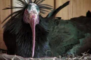 Bis ins 17. Jahrhundert war der Waldrapp in Europa verbreitet, doch weil das Fleisch als Delikatesse galt, wurde er gejagt und letztlich ausgerottet.; Zur ARTE-Sendung 360° Geo Reportage Der Waldrapp - Punkvogel aus den Alpen.