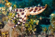 Blaugeringelter Oktopus.