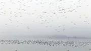 Vogelzug im Herbst: an die 3000.000 Wandervögel nutzen den Bodensee als Rastplatz auf dem Weg gen Süden und Norden.