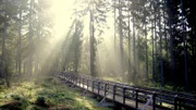 Ein Steg über dem Hochmoor in der Nähe von Ortelsbruch