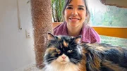 Perserkatze - 4