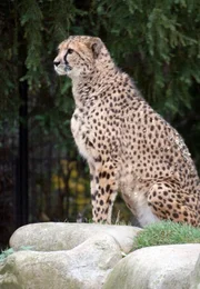 Leopard Sadegh braucht eine Herausforderung. Kein Problem für seinen Pfleger. Er hat immer neue Ideen.
