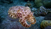 Ein Breitkeulen-Tintenfisch.