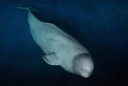 Belugawale: Weltweit gibt es wahrscheinlich ca. 150.000 Tiere, regional sind Belugas aber vom Aussterben bedroht.