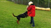 Airedale-Terrier-Mix "Tammo", Martina Höfer