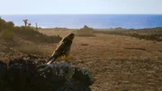 Junger Galapagos-Falke, Santa Fe