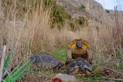 Breitrandschildkröten bei der Paarung