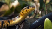 Helden der Evolution - Reptilien - In detailreichen Porträts erzählt die Reihe Helden der Evolution bildstark und packend vom Leben unterschiedlichster Spezies. Dabei bietet jede einzelne Folge erstaunliche Einblicke in das Verhalten faszinierender Arten und taucht stets unmittelbar ein in die Lebensräume der jeweiligen tierischen Protagonisten. Es geht um Erfolgsmodelle der Evolution, in dieser Folge zeigen wir atemberaubenden Bilder von Krokodilen und anderen Reptilienarten der Erde.