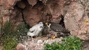 Der Wanderfalke hat zwei Küken zu versorgen. Ausgewachsene Falken werden bis zu 40 Zentimeter groß.