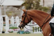 Games Horses