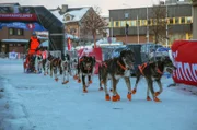Ankunft in Kirkenes beim Finnmarkslauf: Es ist das längste Hundeschlittenrennen Europas.