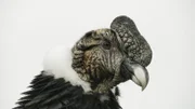 Der Andenkondor ist einer der schwersten fliegenden Vögel der Welt.